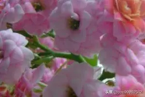 长寿花怎样养？