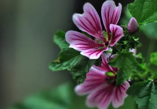 锦葵花的花语有哪些？