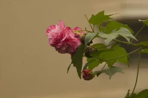 芙蓉代表什么意思 花语是什么