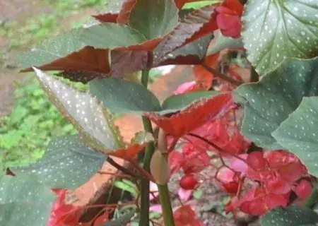 盆栽育苗 | 竹节海棠水培快速生根方法