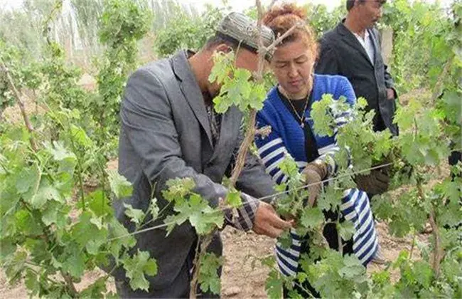 葡萄抹芽技术