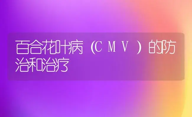 百合花叶病（CMV）的防治和治疗 | 家庭养花