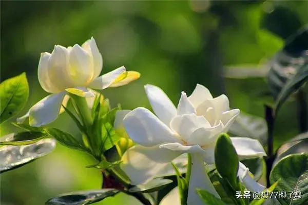 栀子花的习性？