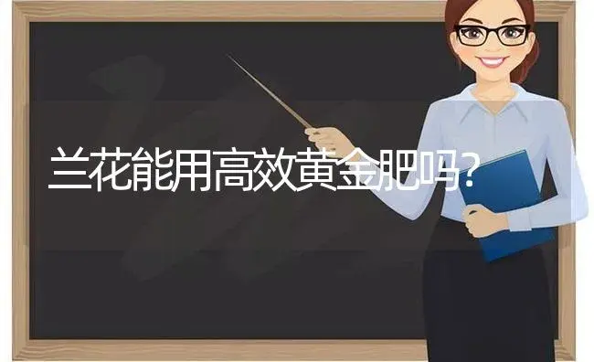 兰花能用高效黄金肥吗？ | 绿植常识