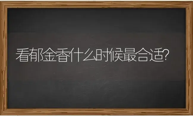 看郁金香什么时候最合适？ | 绿植常识