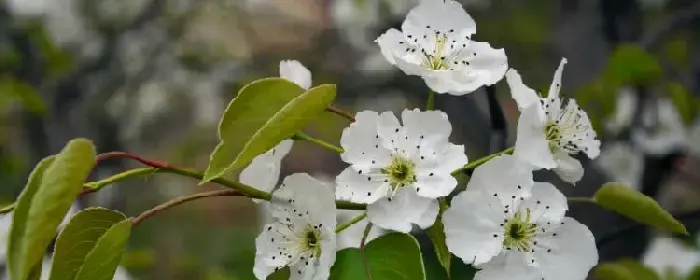 梨花的花语是什么象征