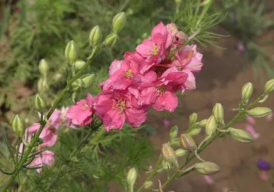 飞燕草花语有哪些？