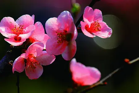 海棠花的花语是什么，海棠花是否有毒呢