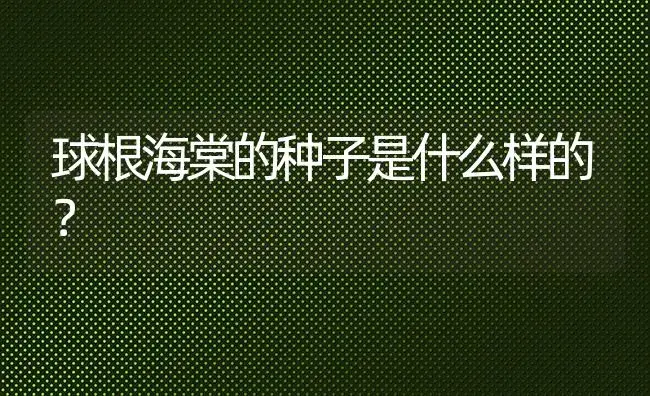 球根海棠的种子是什么样的？ | 绿植常识