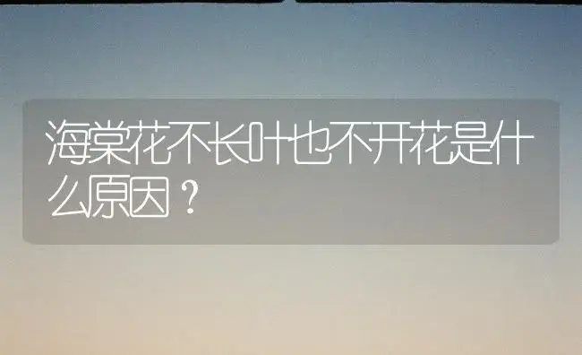 海棠花不长叶也不开花是什么原因？ | 绿植常识