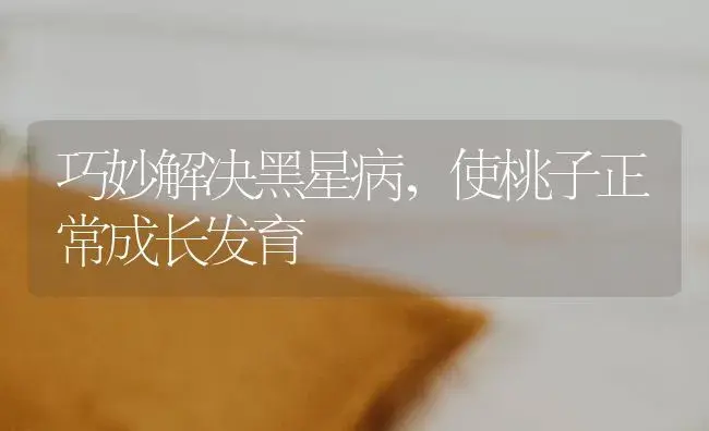 巧妙解决黑星病，使桃子正常成长发育 | 果木种植