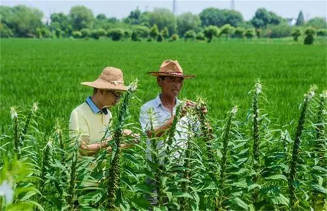 芝麻的栽培条件