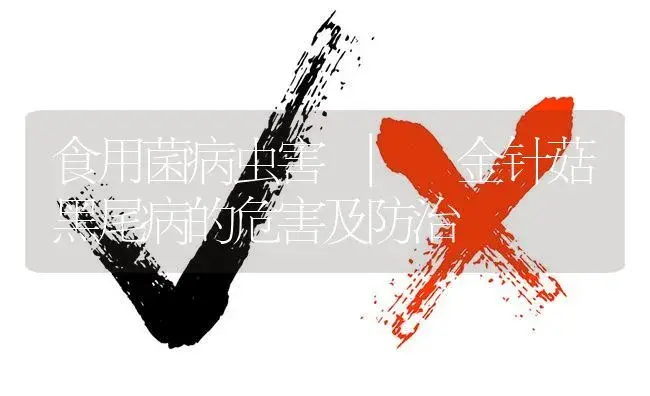 金针菇黑尾病的危害及防治 | 菌菇种植