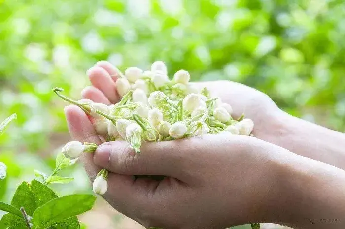 茉莉的花语和品格，茉莉移栽时间