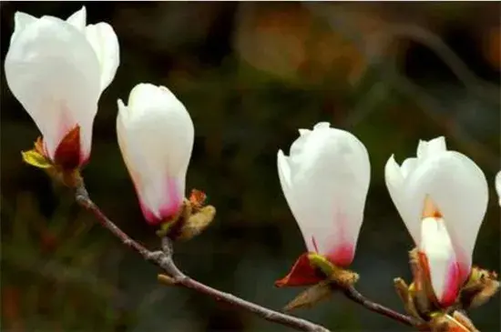 白玉兰和白兰花的区别，白玉兰花语和含义