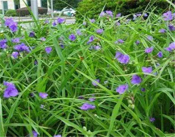 紫露草花期花语 紫露草的养殖方法