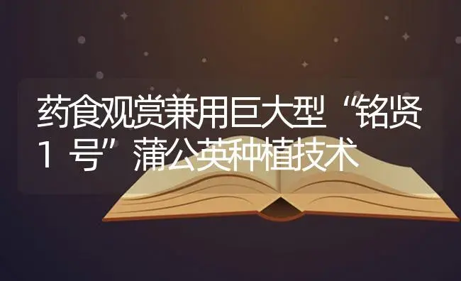 药食观赏兼用巨大型“铭贤1号”蒲公英种植技术 | 特种种植