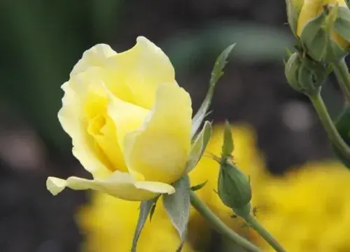 表示悲伤的花 花语是悲伤的花