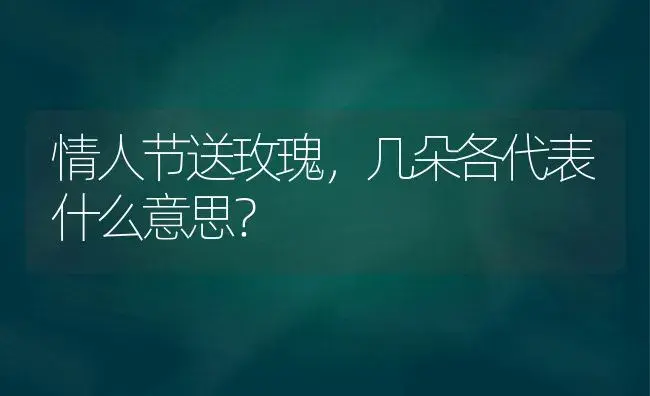 情人节送玫瑰，几朵各代表什么意思？ | 绿植常识