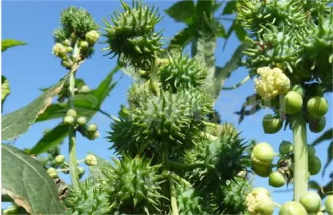 蓖麻的种植技术