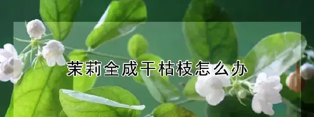 茉莉全成干枯枝怎么办