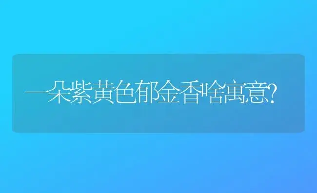 一朵紫黄色郁金香啥寓意？ | 绿植常识