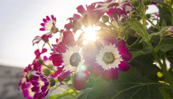 翠菊花语是什么意思 翠菊花花语