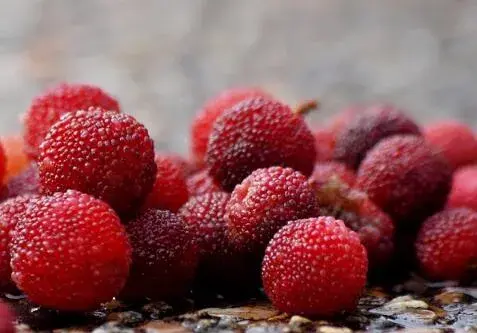 “夏天水果”杨梅里面的虫子能吃吗？怎么洗才能驱除虫？