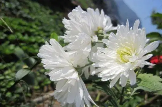 清明节菊花花语