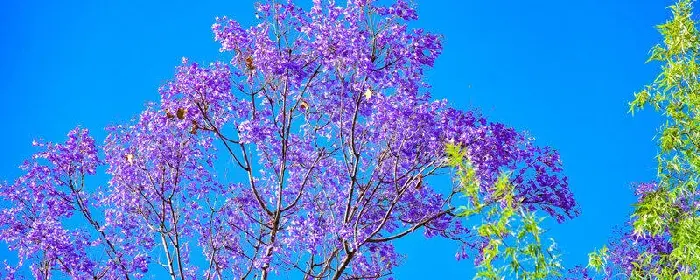 蓝楹花和蓝花楹花语