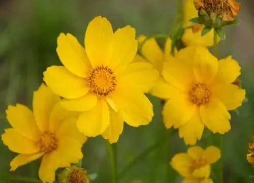 表示努力的花 花语是努力的花