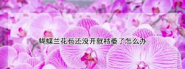 蝴蝶兰花苞还没开就枯萎了怎么办