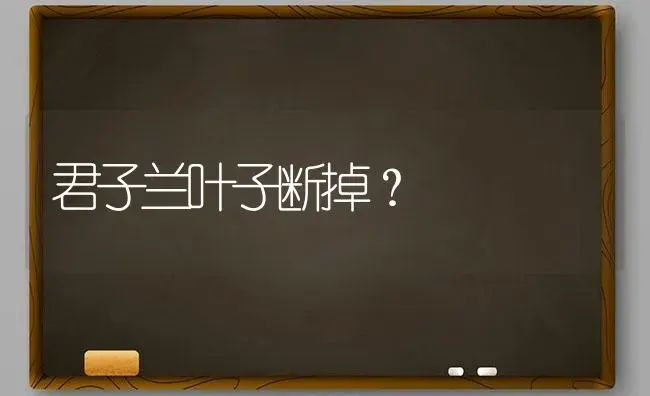 君子兰叶子断掉？ | 绿植常识