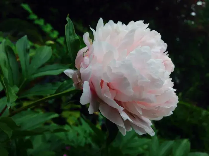 木芍药指的是什么花，芍药花语是什么