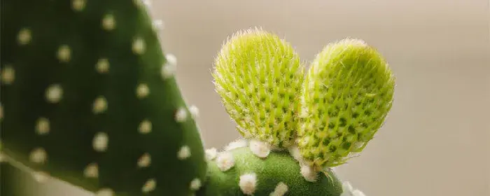 仙人掌的花语 仙人掌的花语与寓意