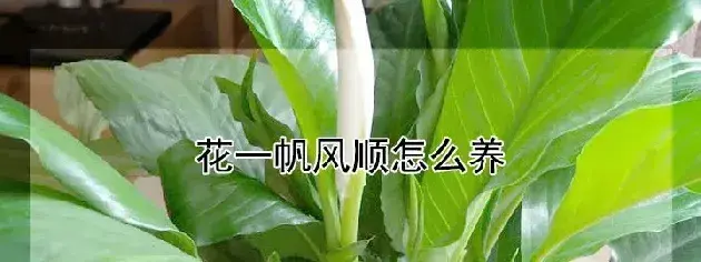 花一帆风顺怎么养