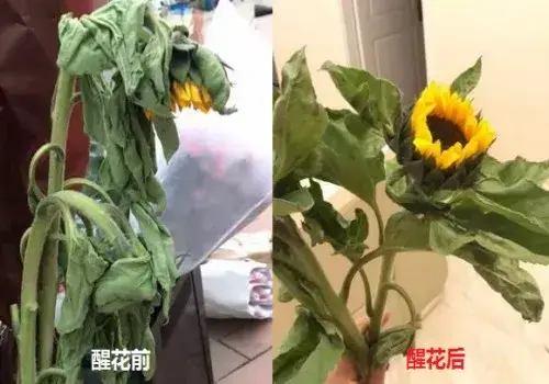 盆景养护管理 | 洋牡丹怎么醒花