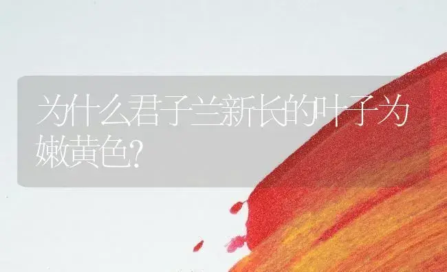 为什么君子兰新长的叶子为嫩黄色？ | 绿植常识