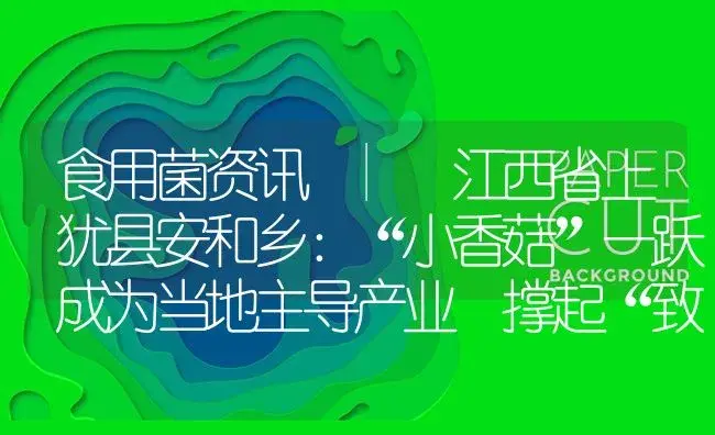 江西省上犹县安和乡：“小香菇”一跃成为当地主导产业 撑起“致富伞” | 菌菇种植