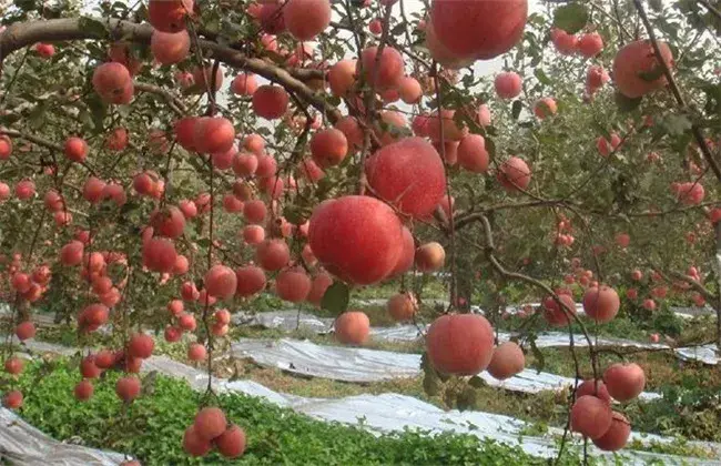 山地苹果园灌溉技术