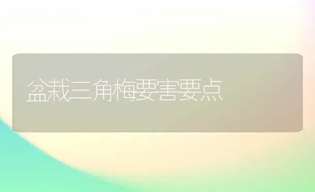 盆栽三角梅要害要点 | 家庭养花