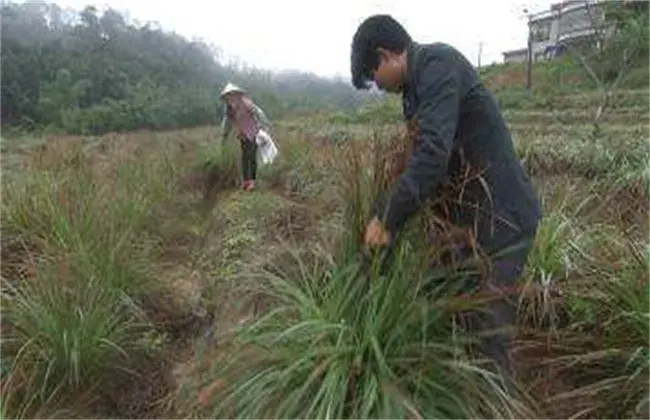 香茅草的栽培办法