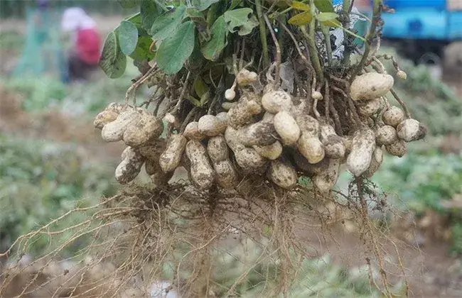 黑花生的栽培对策