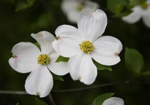 “山荔枝”四照花的种植技术和繁育办法；