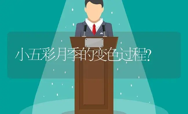 小五彩月季的变色过程？ | 绿植常识