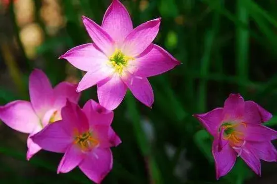 韭兰为什么又叫风雨花，详解韭兰花语是什么/韭兰花的寓意/韭兰花代表什么