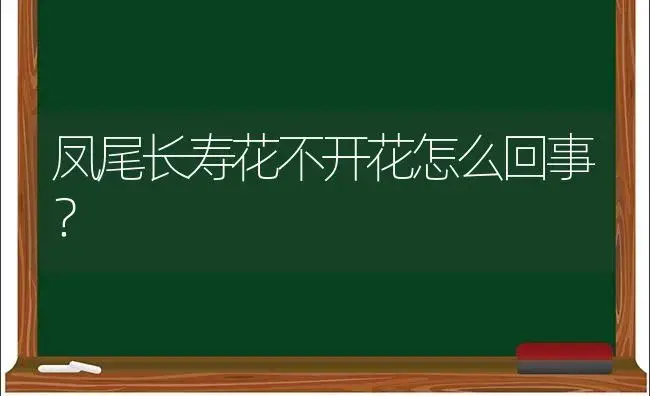 凤尾长寿花不开花怎么回事？ | 多肉养殖