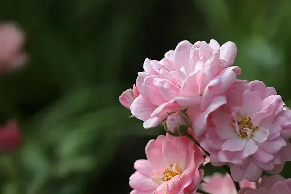 蔷薇花语是什么，代表着美好的爱情适合恋人间赠送