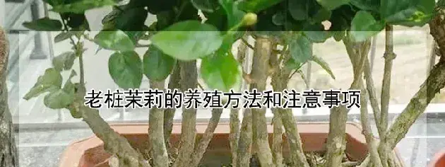 老桩茉莉的养殖方法和注意事项