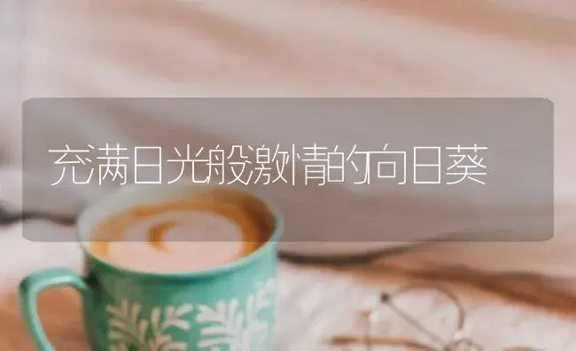 充满日光般激情的向日葵 | 特种种植